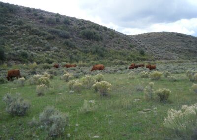 our cattle image 11