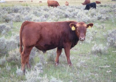 our cattle image 12