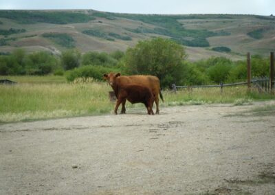 our cattle image 5