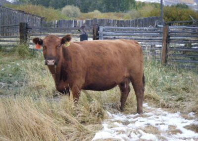 our cattle image 10