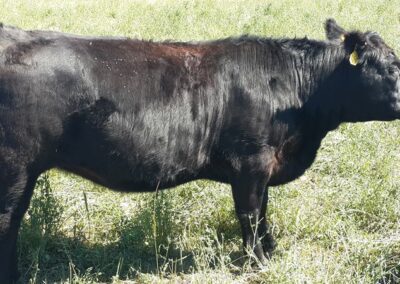 our cattle image 16