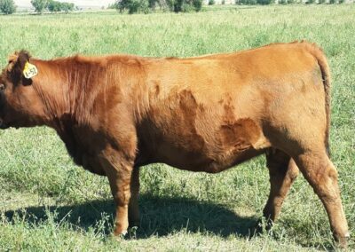 our cattle image 15
