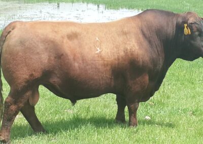 OCC Roy 116Y - On summer pasture as a 4-yr old