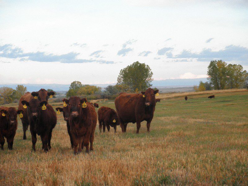 Cattle Company